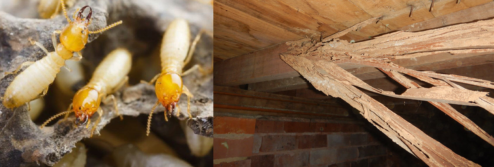 Termite-pest-control-sydney-banner-2.jpg