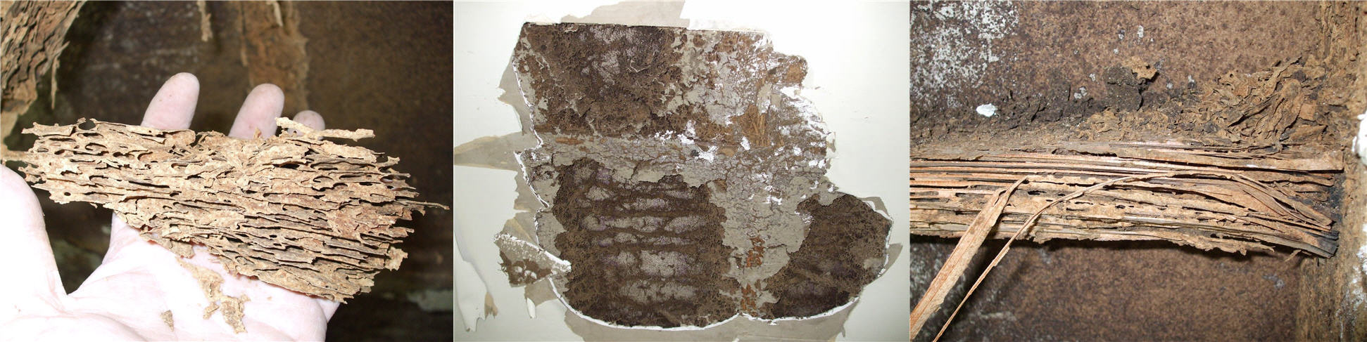 Termite-pest-control-sydney-banner-3.jpg